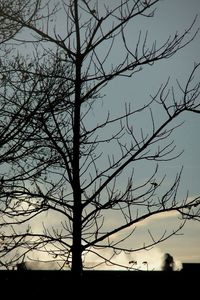 Low angle view of silhouette bare trees against sky at sunset
