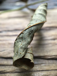 Close-up of leaf on wood