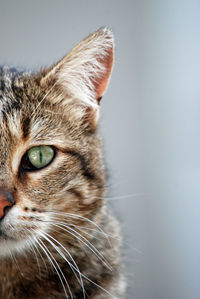 Close-up portrait of a cat looking away