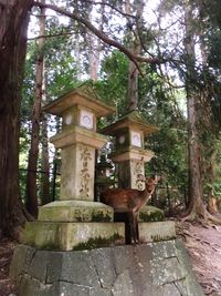 Low angle view of horse in forest