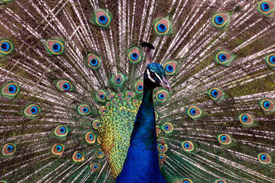 Close-up of peacock