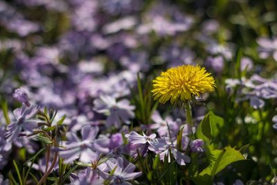 Close-up of purple flowers