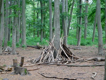 Trees in forest