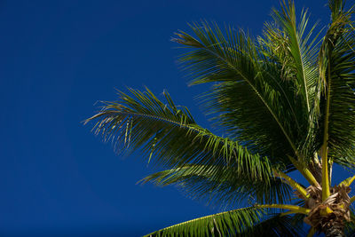 Looking up at the branches of a palm tree with bright blue sky background