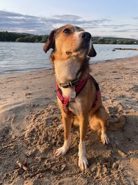 Dog on beach