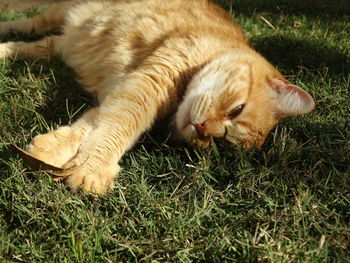 Close-up of cat sleeping on grass