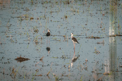 Birds swimming in lake