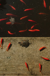 View of koi carps swimming in sea