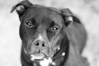 Close-up portrait of dog