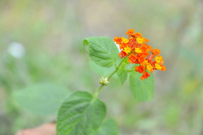 Close-up of orange flowering plant