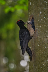 Close-up of bird perching on tree