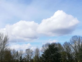 Low angle view of trees against sky