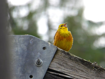 Close-up of bird perching on wood