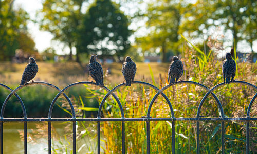 A group of starlings, mumuration or chattering or flock perched on metal fence posts