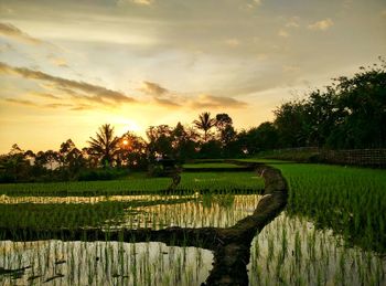 Scenic view of agricultural field against sky during sunset