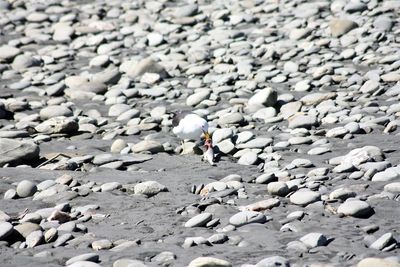 View of pebbles on beach