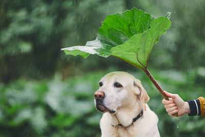 Cropped hand holding leaf over dog during rain