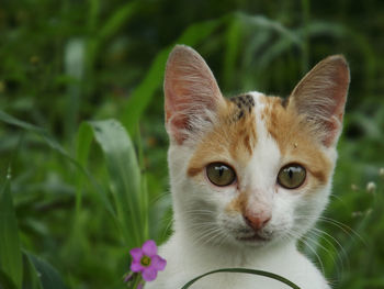 Close-up portrait of cat