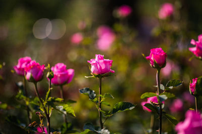 Close-up of pink flowers blooming outdoors