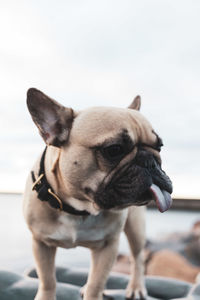 Close-up of dog looking away