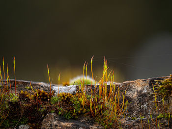 Close-up of grass growing on rock