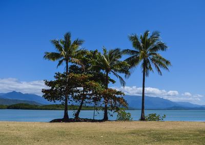 Scenic view of palm trees on beach against blue sky