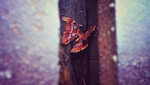 Close-up of lizard on tree trunk