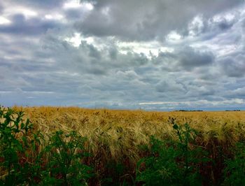 Scenic view of field against sky