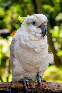 Close-up of white parrot perching on wood