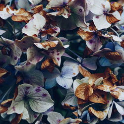 Full frame shot of leaves