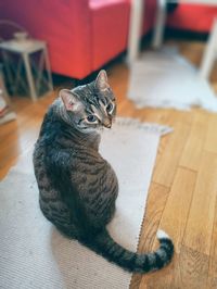 Cat sitting on floor at home