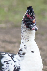 Close-up of bird