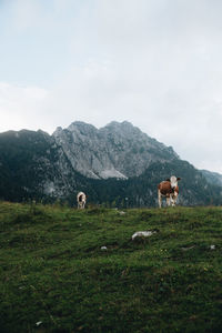 Cows grazing on field against sky