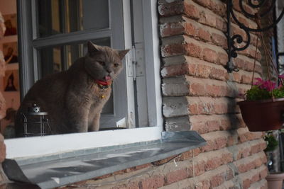 Close-up of dog on window