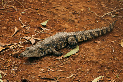 Close-up of lizard