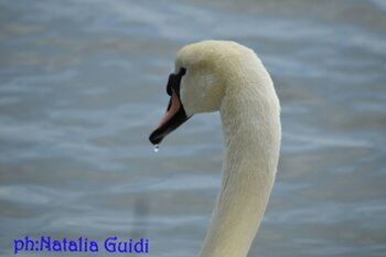 CLOSE-UP OF SWAN IN LAKE