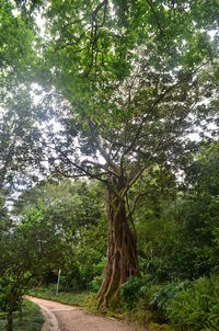 Low angle view of trees in forest against sky