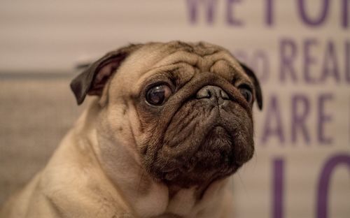 Close-up portrait of pug