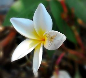 Close-up of frangipani blooming outdoors