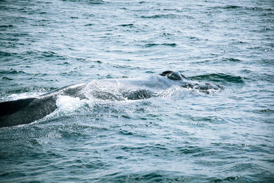 High angle view of whale swimming in sea