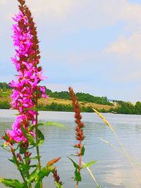 Plants growing by lake against sky