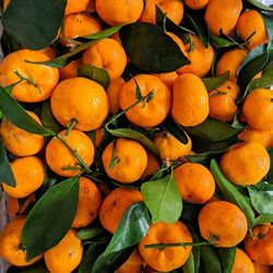 Full frame shot of orange fruits