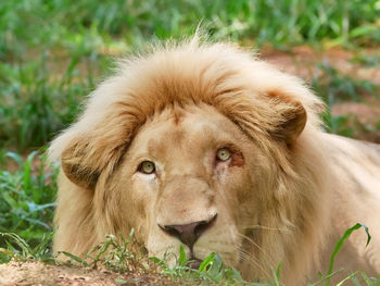 Close-up of lion on grass