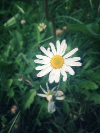 Close-up of white flower blooming outdoors