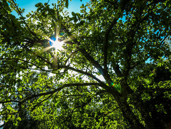 Sun shining through trees