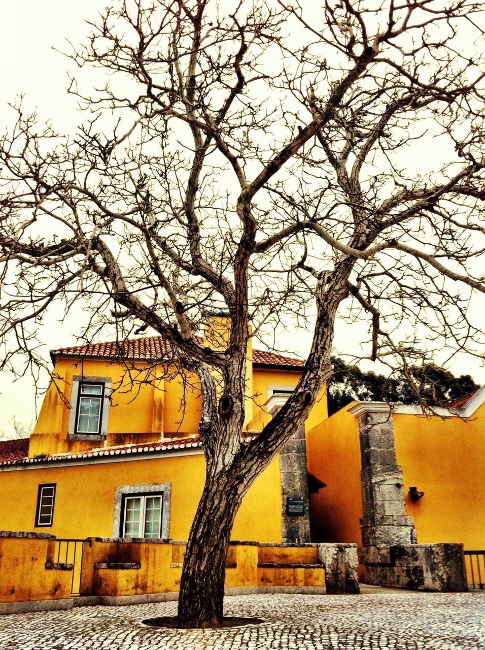 bare tree, building exterior, architecture, built structure, tree, branch, autumn, residential building, sky, season, house, change, residential structure, city, yellow, outdoors, nature, day, no people, clear sky