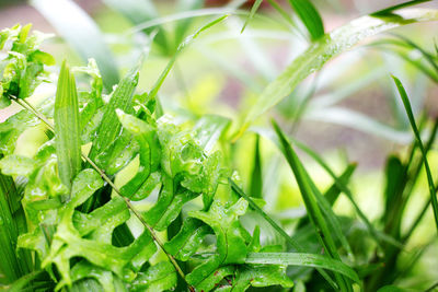 Close-up of fresh green leaves