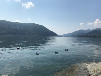 Ducks swimming in lake against sky