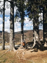 Girl on swing amidst trees during sunny day