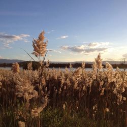 Scenic view of field against cloudy sky
